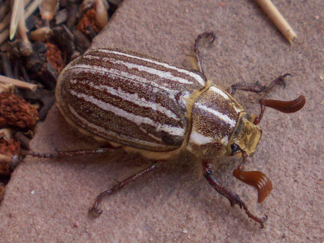Beetle At Window Rock, Arizona