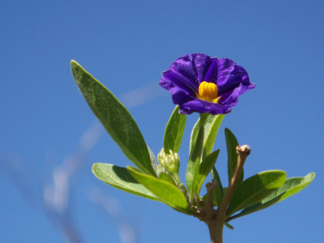 purple flower against blue sky