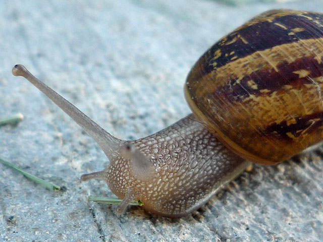 Snail On The Sidewalk
