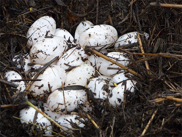 Alligator Eggs In Nest